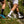 Fresh Cut Socken -3er-Pack